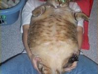 Fettsack