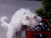 Saufhund