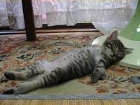 besoffene Katze