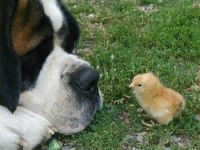 groß und klein