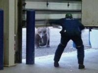 Böser Bär im Anmarsch!
