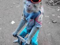 Cooler kleiner Affe