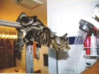 Durstige Duschkatze