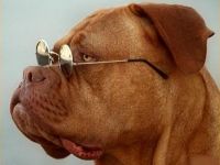 Cooler Hund