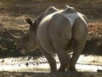 Nashorn im String