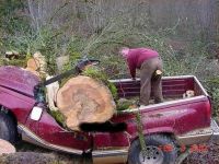 Tiefergelegt vom Baum