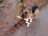 Intelligenter Hund
