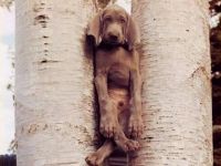 Hund im Baum