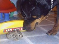 Ein bisschen Hase