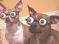 Warum Hunde Menschen manchmal hassen