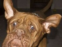 Hund mit Grimasse
