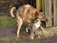 Wie Hund und Katz