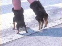 Hund am Bein