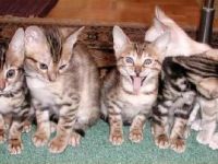 Katzenzunge