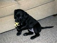 Hund mit Schnuller