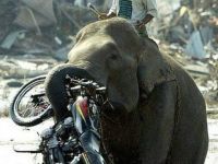 Elefantentransport