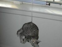 Katze aufgehängt