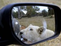 Safari: Auf machen!