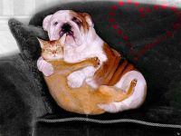 Liebe zwischen Hund und Katz