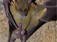 Batman nackt erwischt