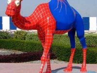 Spiderkamel