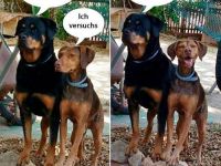 Ignoriere die Kamera