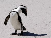 Pinguin und Schatten