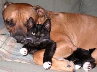 Hund und Katze