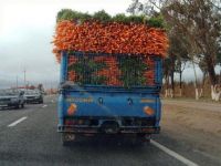 Möhrentransport in Marokko