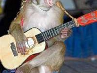 Affe singt und spielt Gitarre