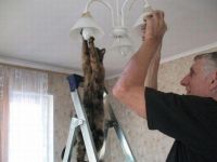 Katzenhelfer