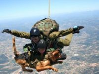 Hund fliegt