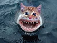 Katzen-Hai