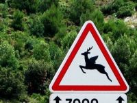 Fliegender Hirsch