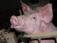 Freches Schwein