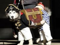 Piratenhund