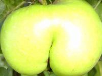 Apfelarsch