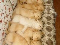 Hundeparade