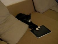 Katze mit Ipad