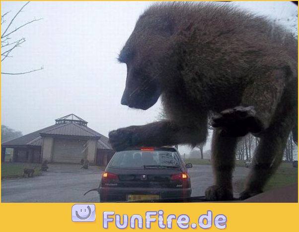 Riesen-Affe gegen Auto
