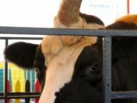 Einhorn