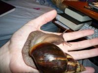 Riesige Schnecke