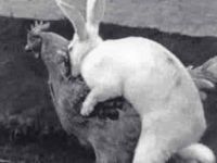 Huhn und Hase