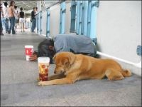Hund bettelt mit