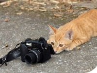 Katze macht Karriere