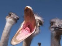 Anngriff der Killervögel