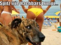 Spitz wie Nachbars Lumpi