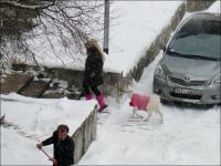 pink für die ziege