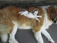 Katze liegt auf Hund