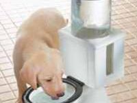 Hundewasserspender